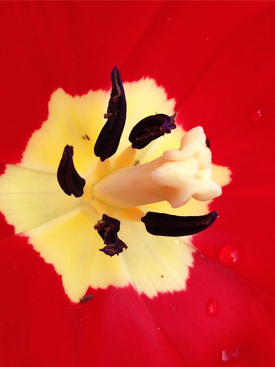 tulip-2.jpg